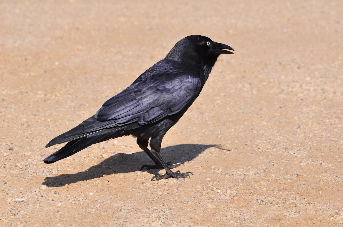 Forest Raven - ML427258291