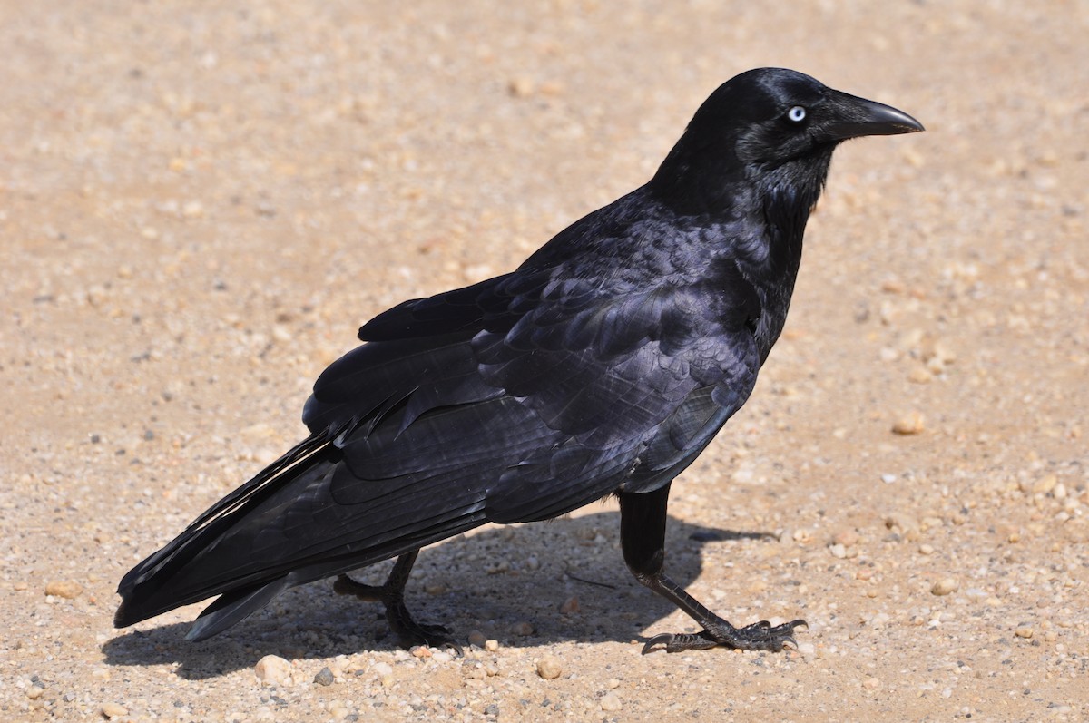Forest Raven - ML427258301