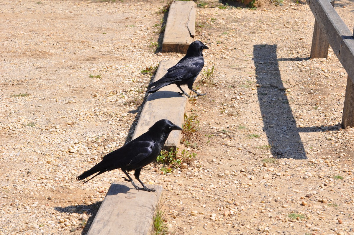 Forest Raven - ML427258321