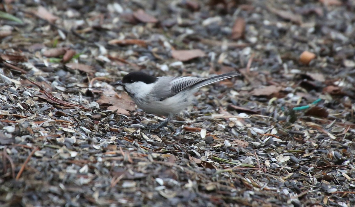 Willow Tit - ML42725851