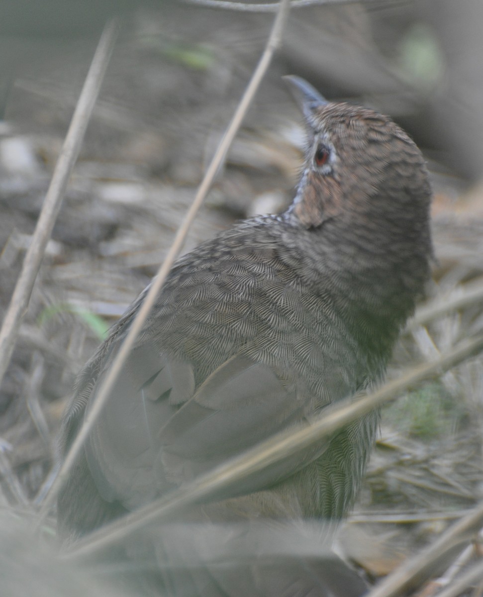 Rufous Bristlebird - ML427258831