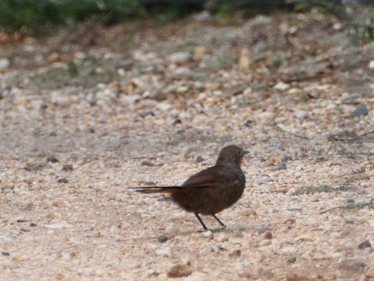 Rufous Bristlebird - ML427258851