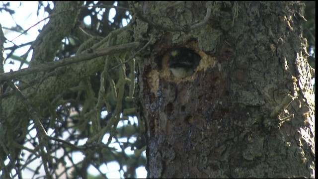 American Three-toed Woodpecker - ML427259