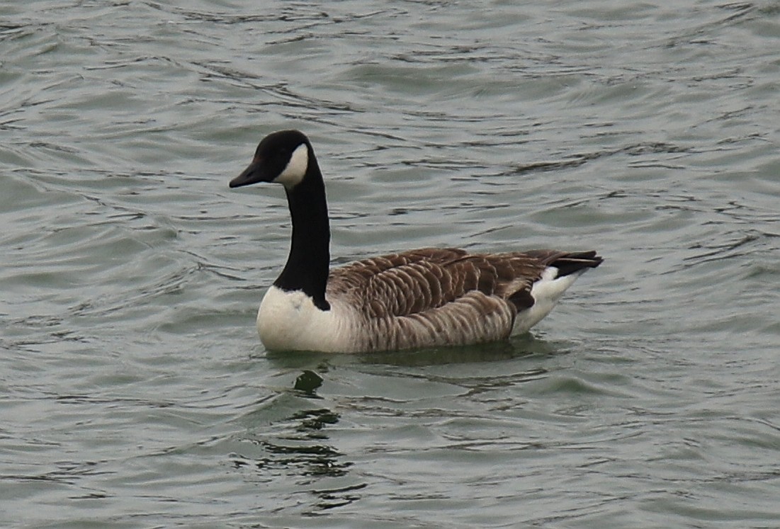 Canada Goose - ML427259511