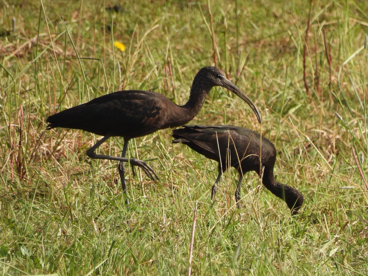 ibis hnědý - ML427259661