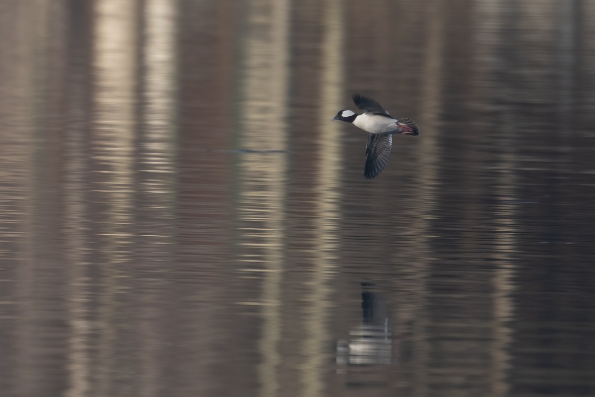 Bufflehead - ML427260311
