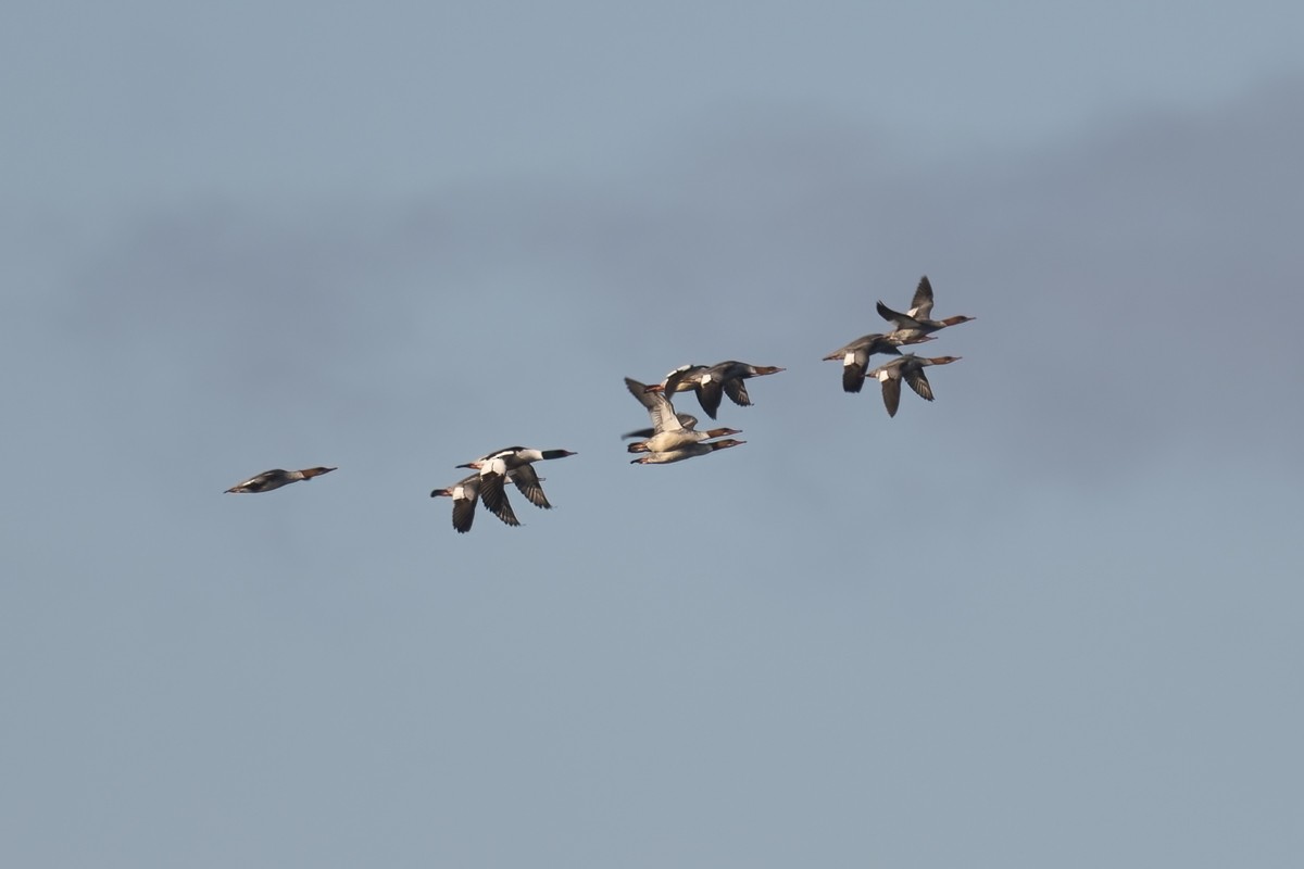 Common Merganser - ML427260341