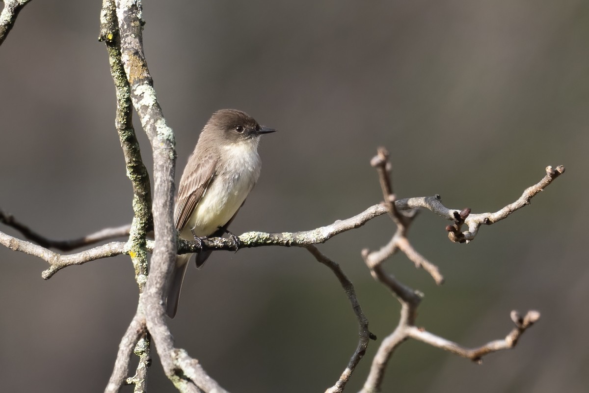 Eastern Phoebe - ML427260431