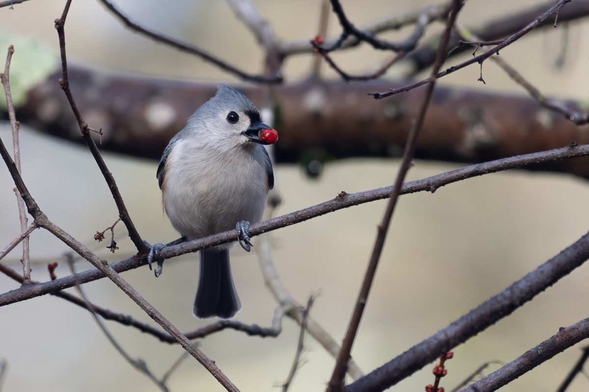 Tufted Titmouse - ML427260511