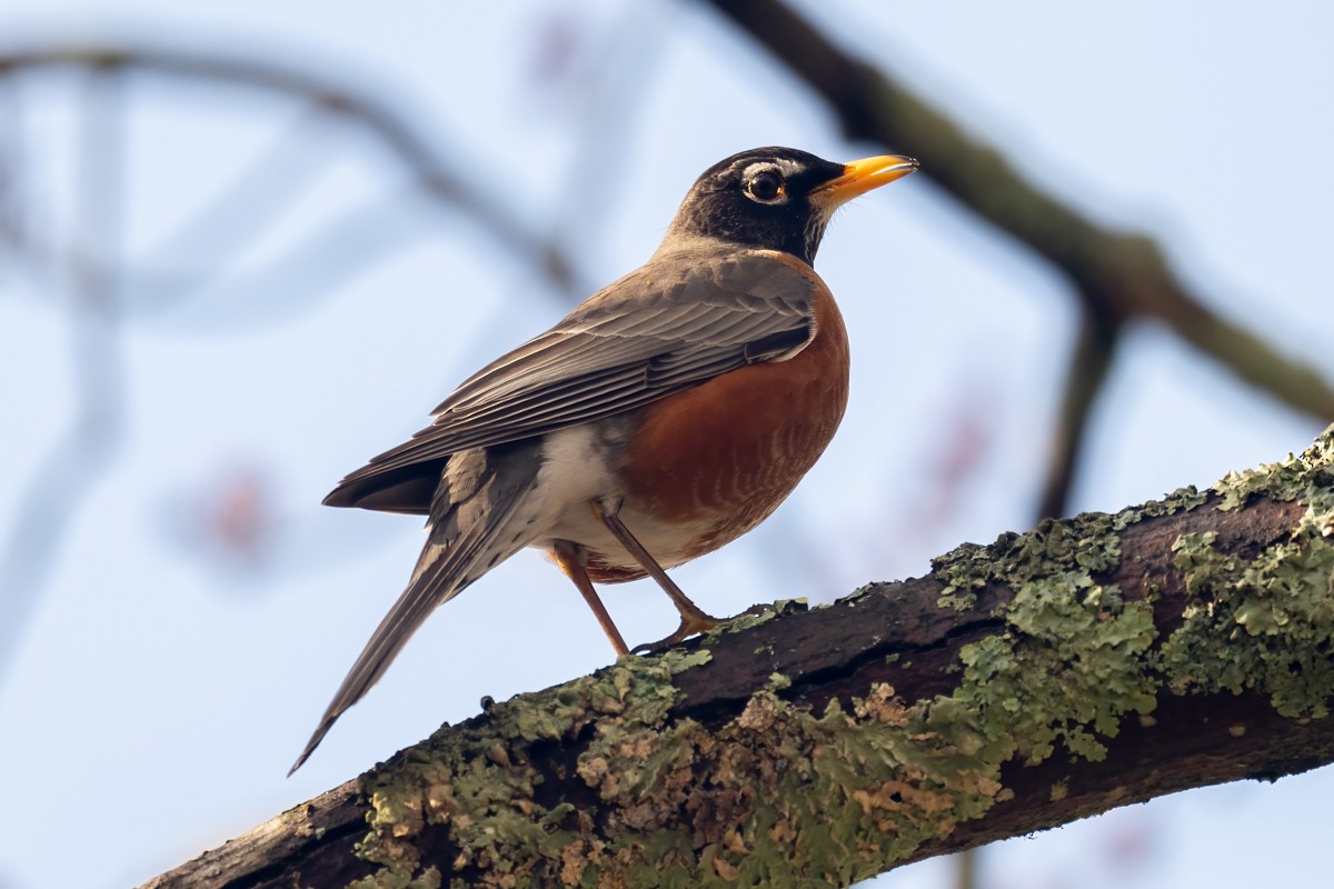 American Robin - ML427260551