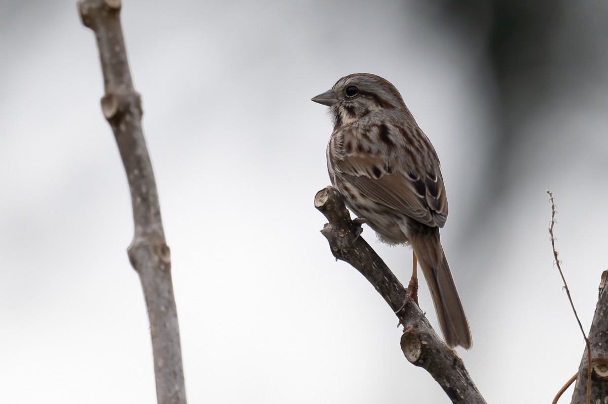Song Sparrow - ML427260561