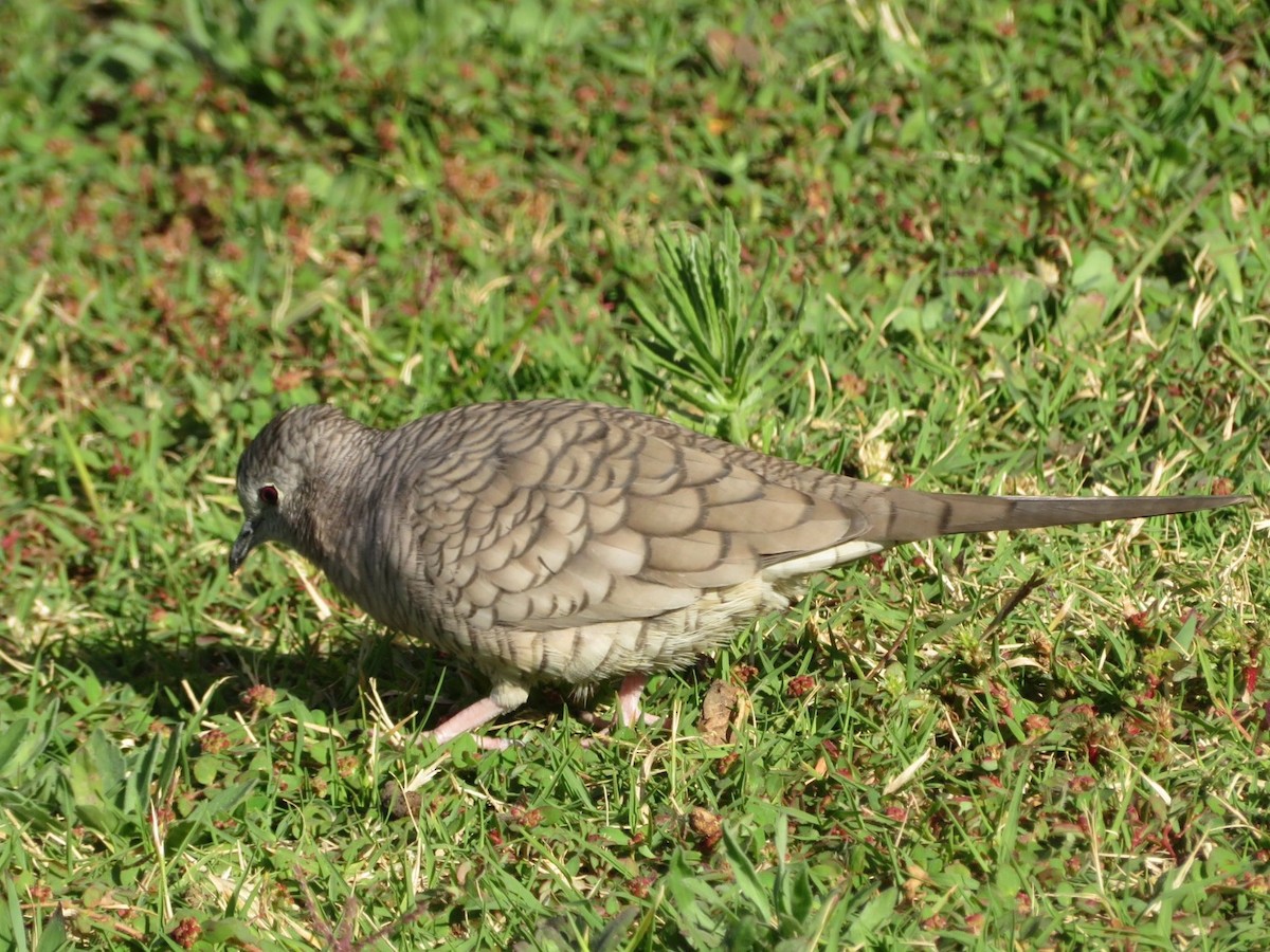 Inca Dove - ML42726071