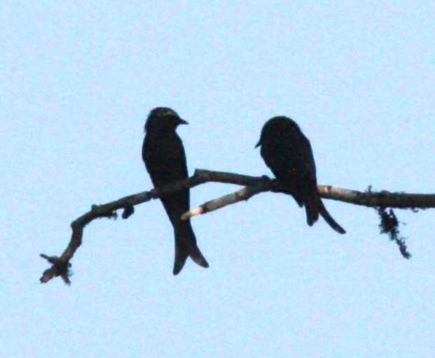 Bronzed Drongo - ML42726101