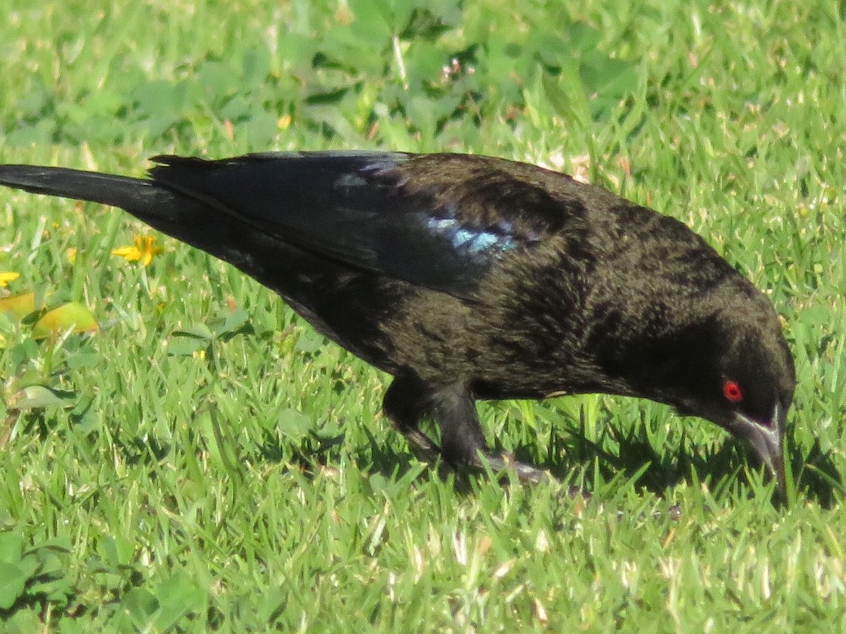 Bronzed Cowbird - ML42726191