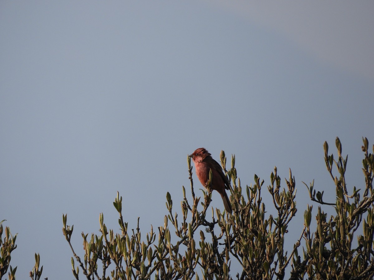 Pink-browed Rosefinch - ML427262701