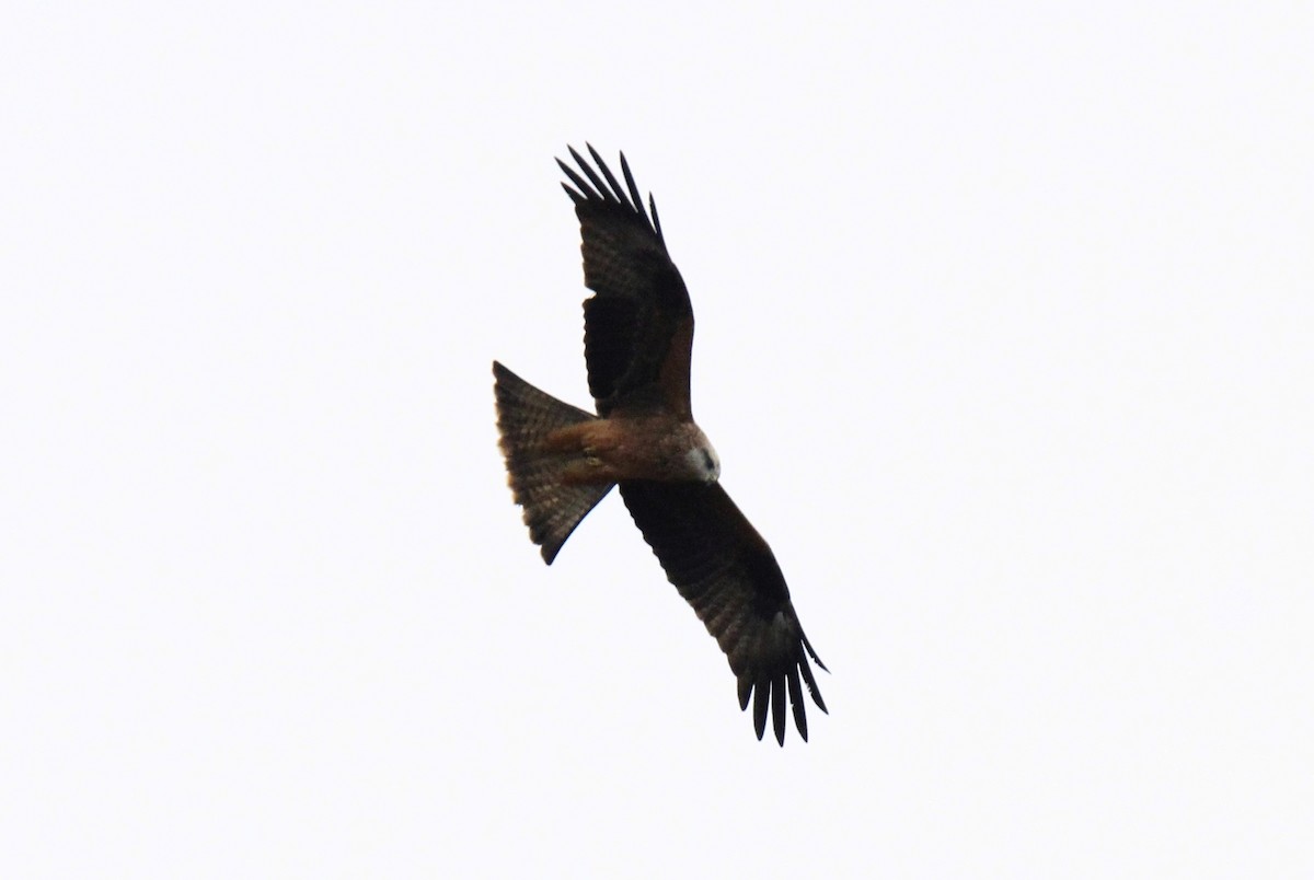 Black Kite - ML427262791