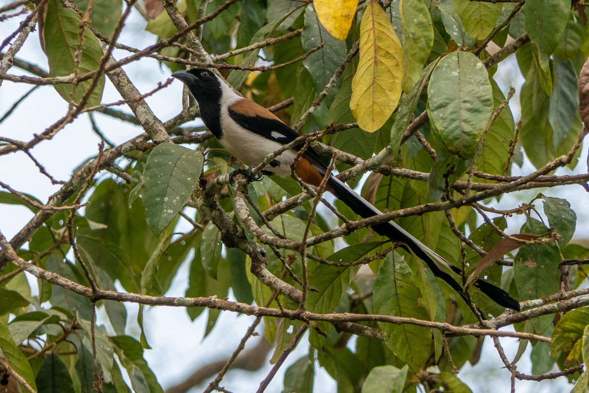 White-bellied Treepie - ML427263361