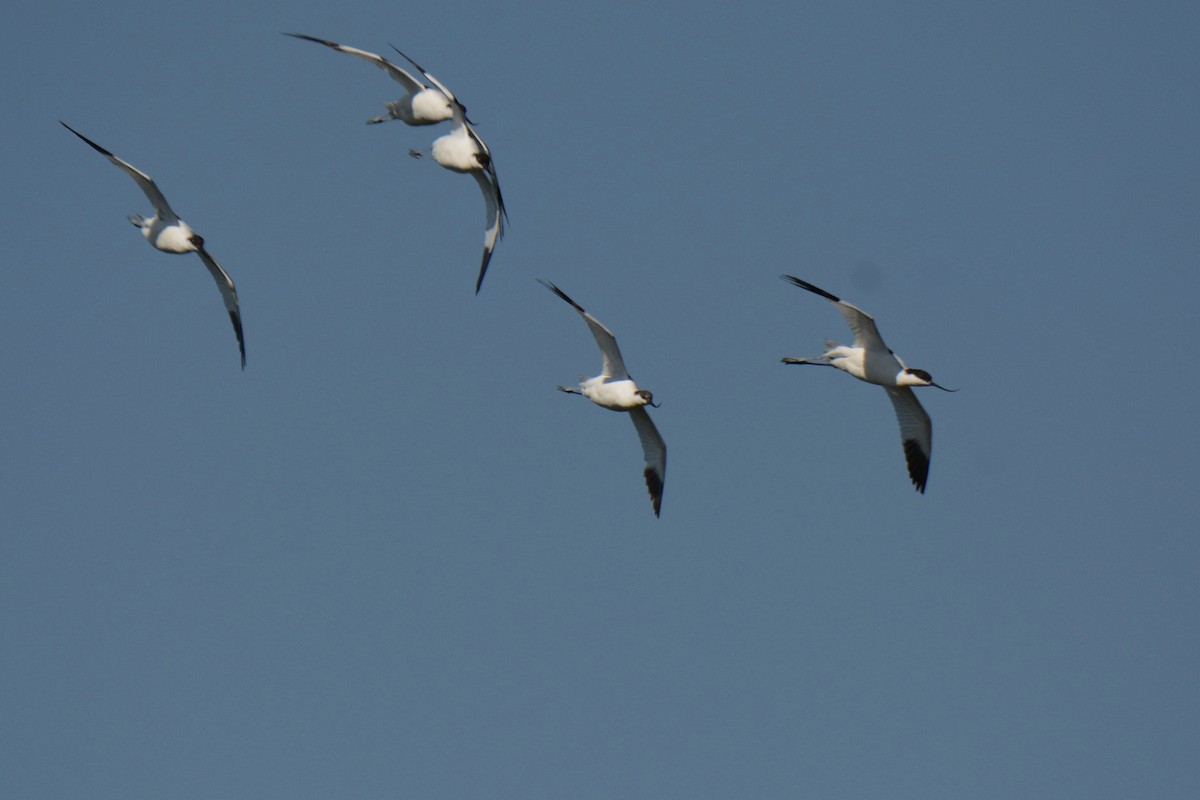 Pied Avocet - ML427265661