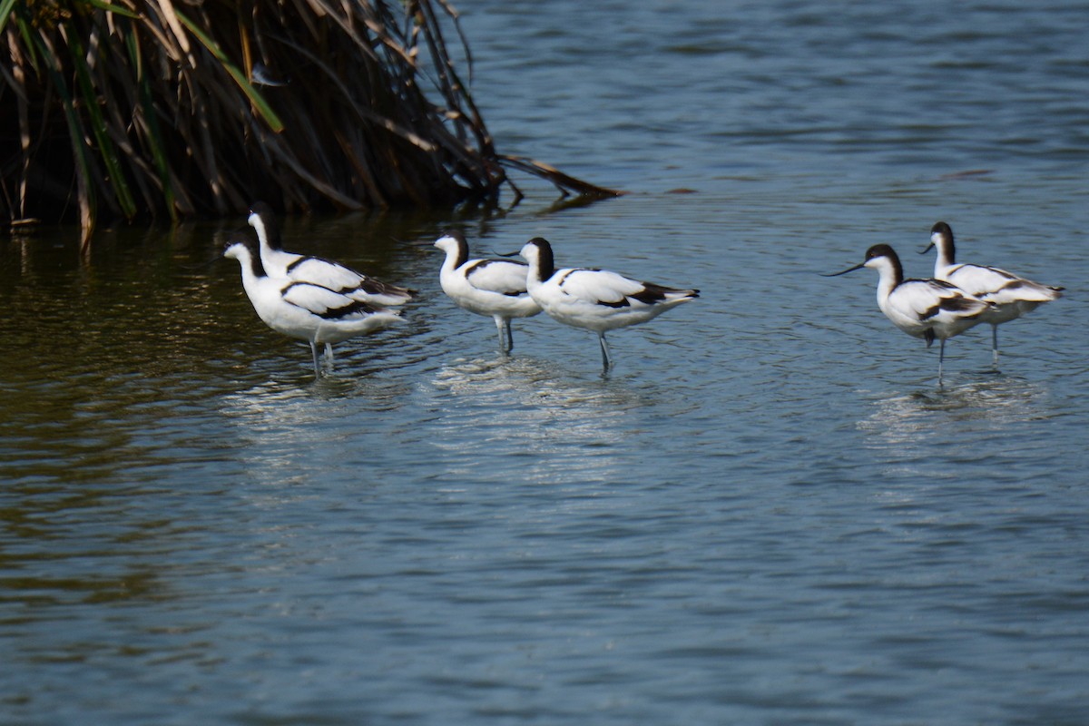 Pied Avocet - ML427265671