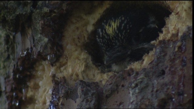 American Three-toed Woodpecker - ML427266