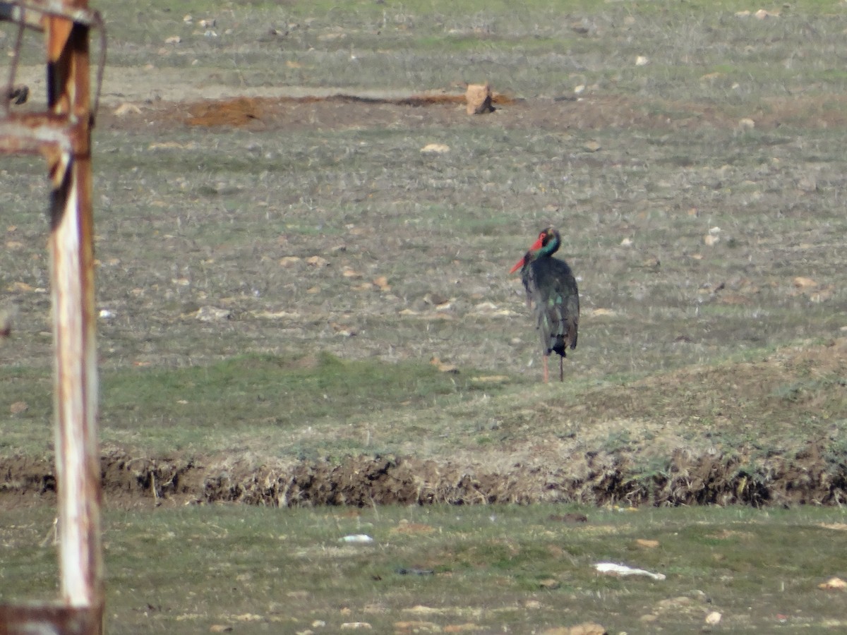 Black Stork - ML427266841