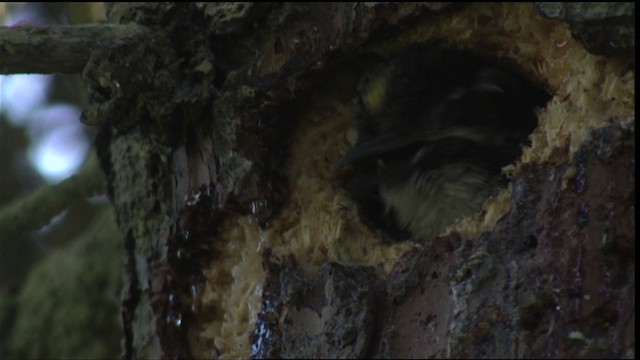 American Three-toed Woodpecker - ML427268