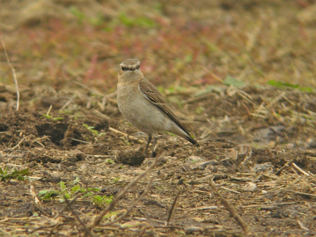 Northern Wheatear - ML427269621