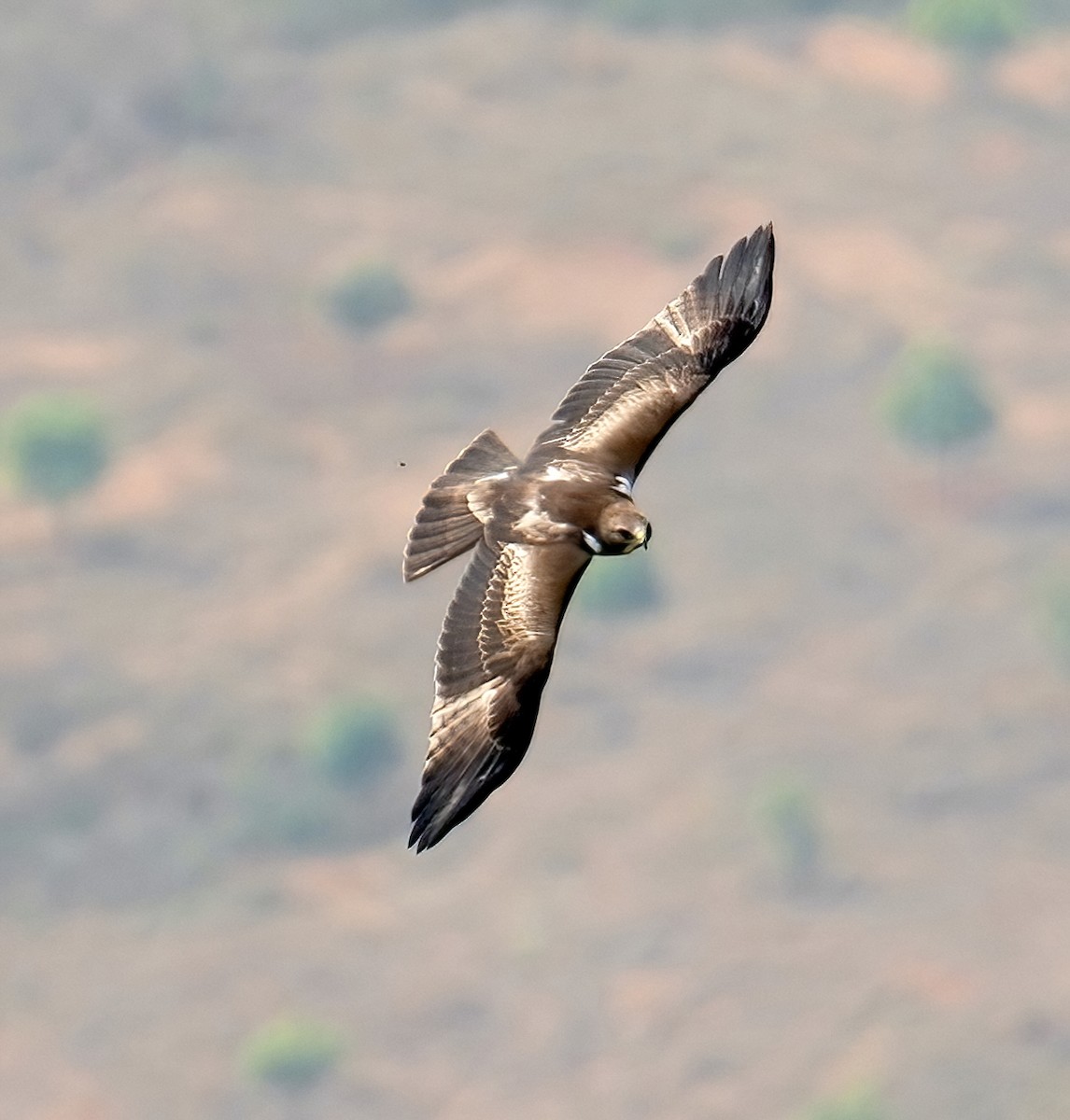 Booted Eagle - Sudip Simha