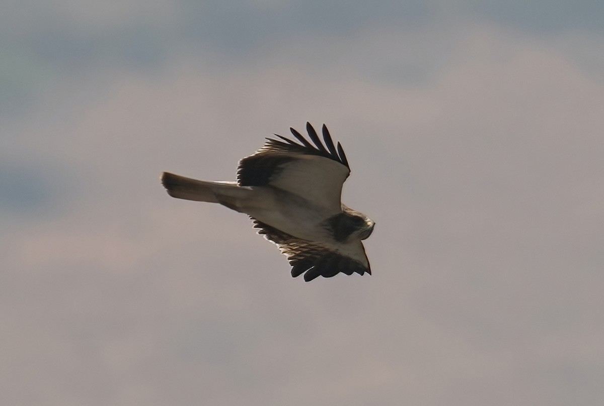 Booted Eagle - ML427269671