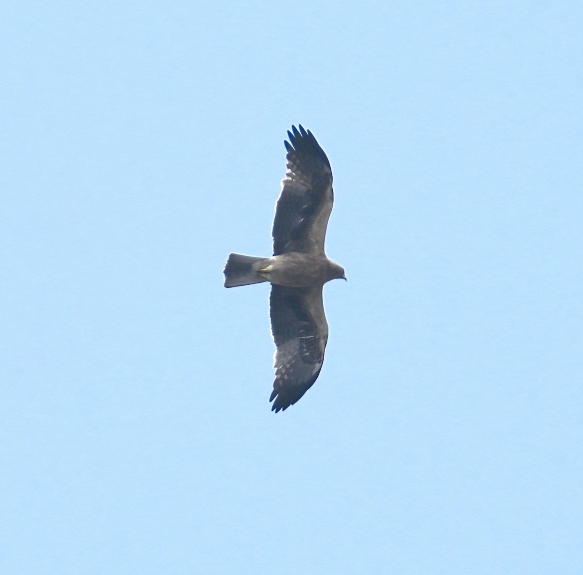 Booted Eagle - ML427269791