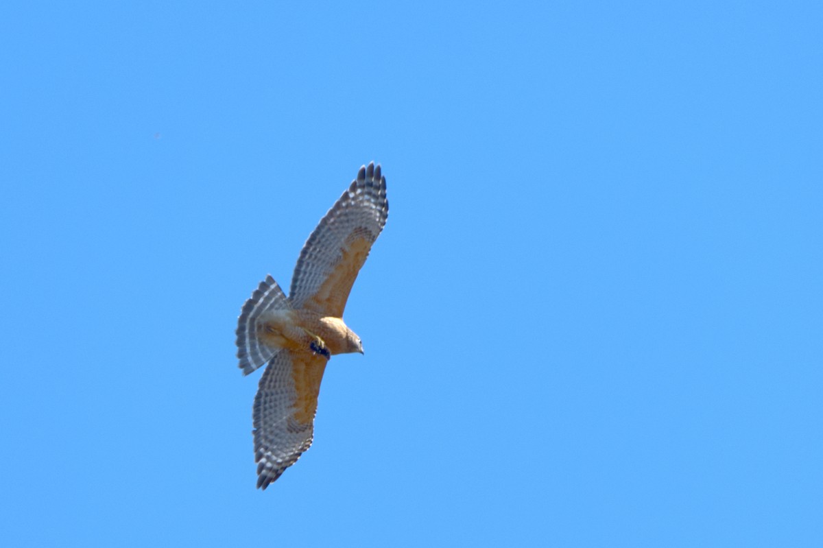 Red-shouldered Hawk - ML427269821