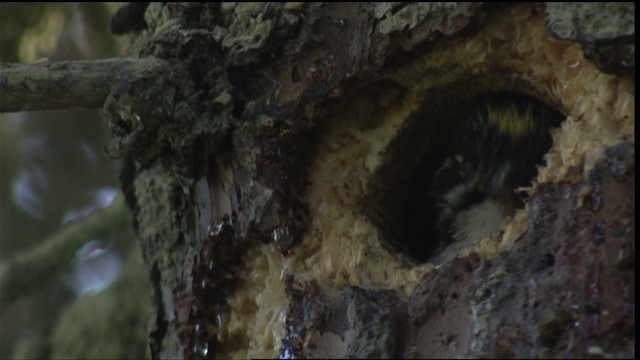 American Three-toed Woodpecker - ML427270