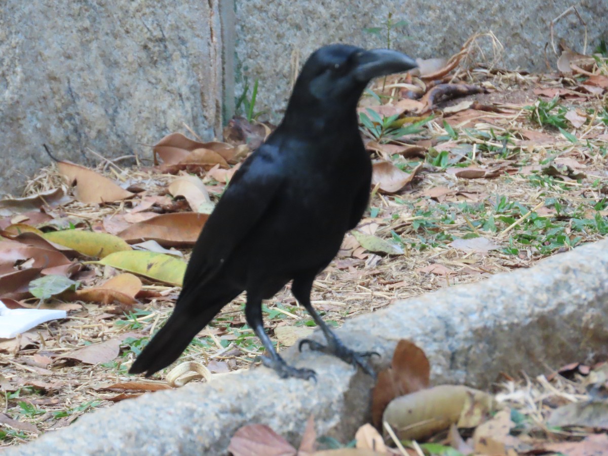 Large-billed Crow - Latha Raghavendra