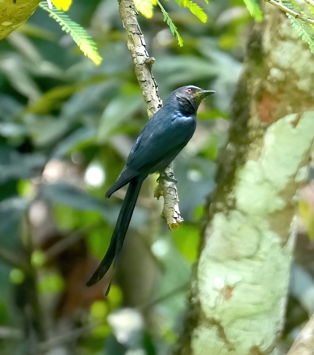 Kül Rengi Drongo - ML427270271