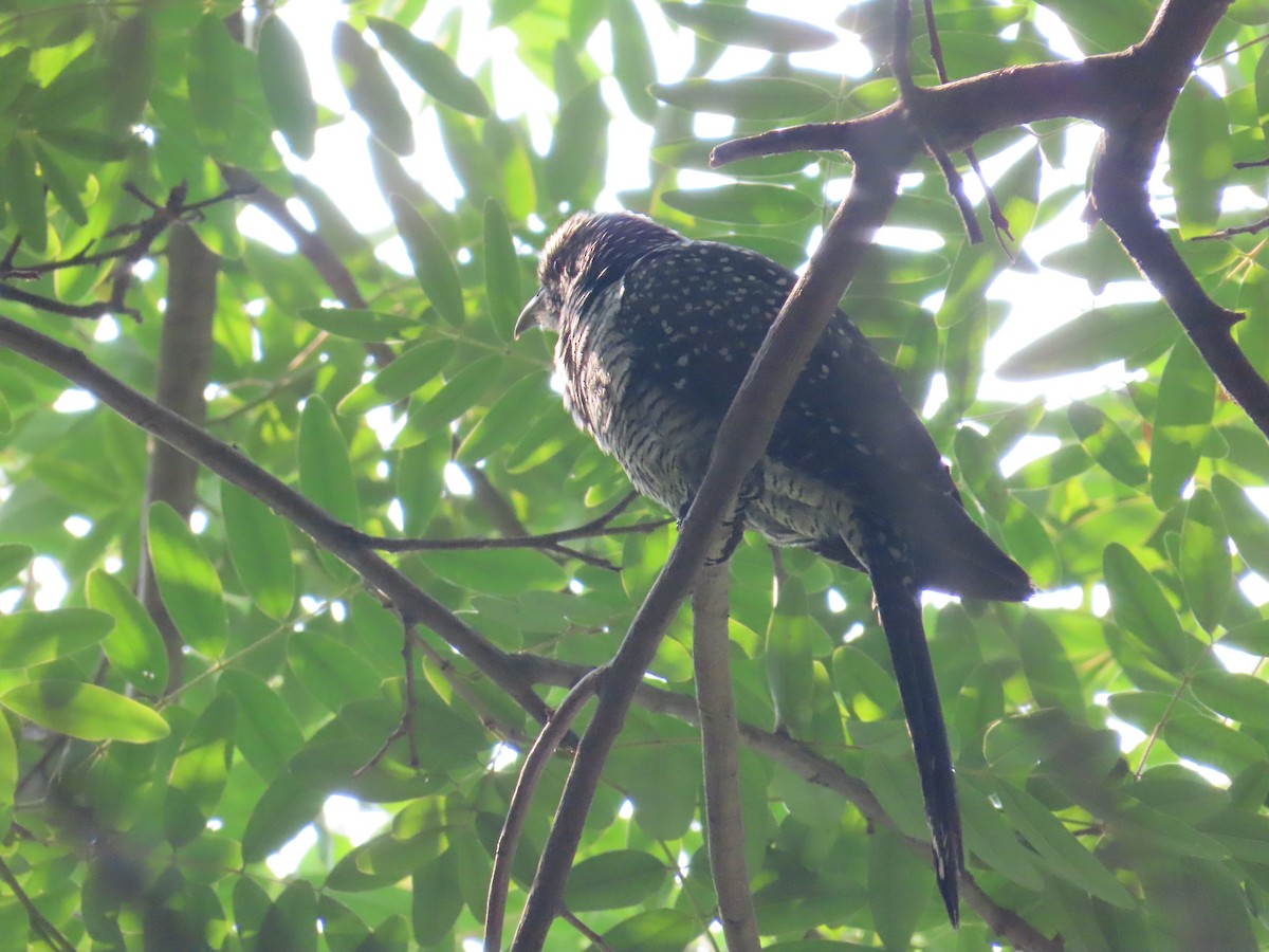 Asian Koel - ML427270951