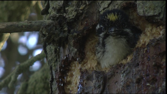 American Three-toed Woodpecker - ML427271