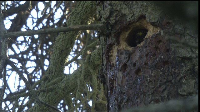 American Three-toed Woodpecker - ML427273