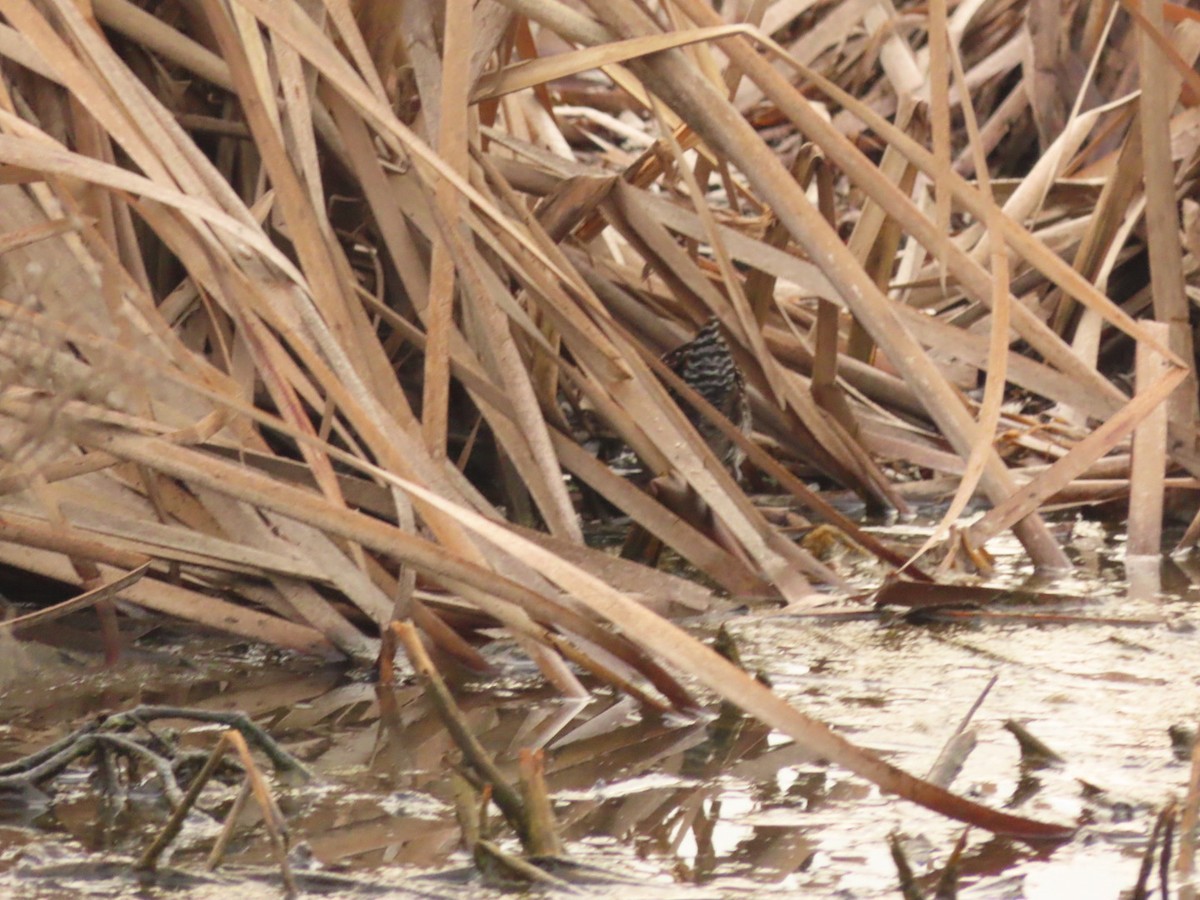 Baillon's Crake - Lloyd Nelson