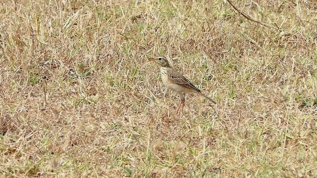 Paddyfield Pipit - ML427276971