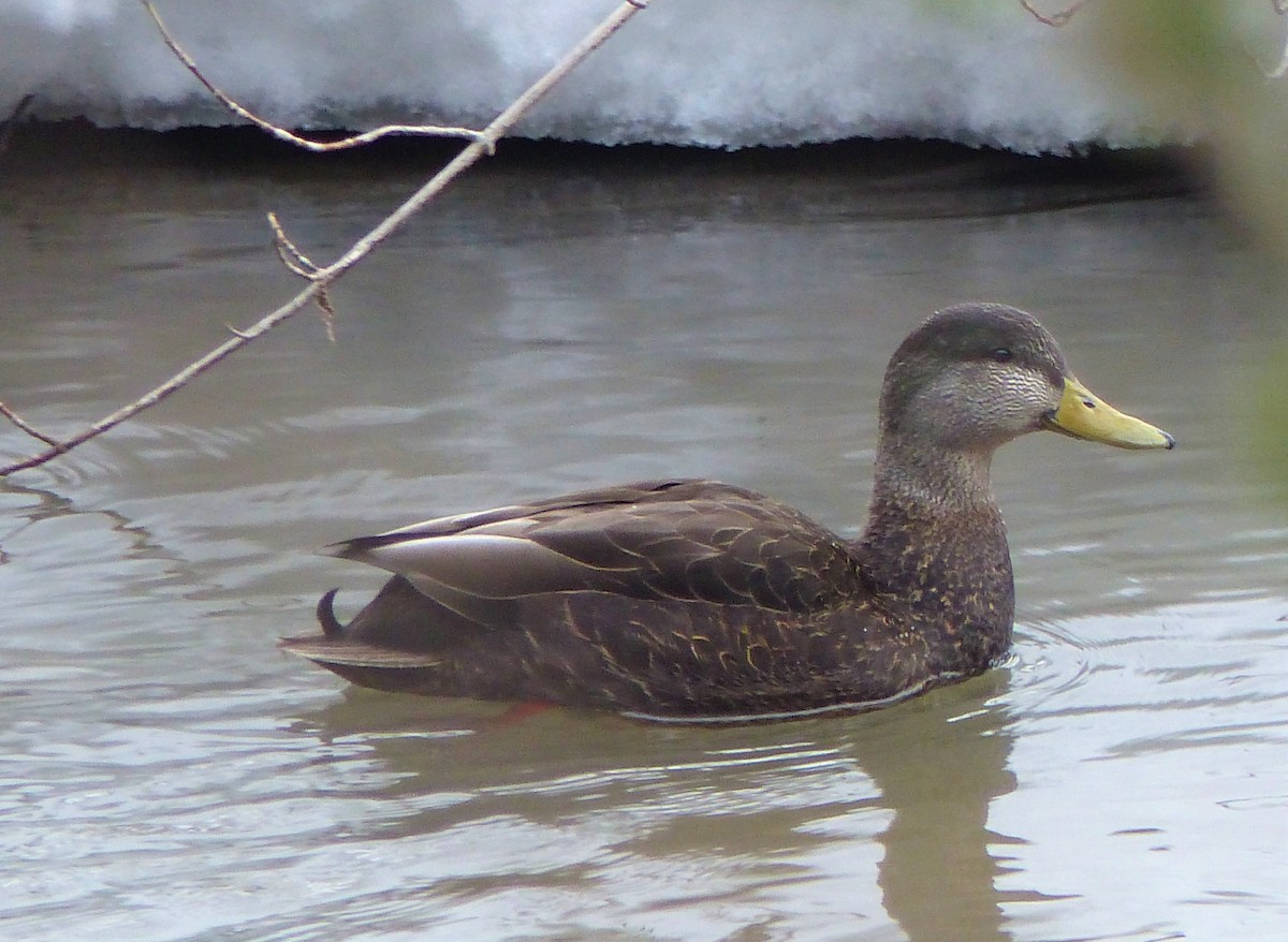 Mallard x American Black Duck (hybrid) - ML427277061