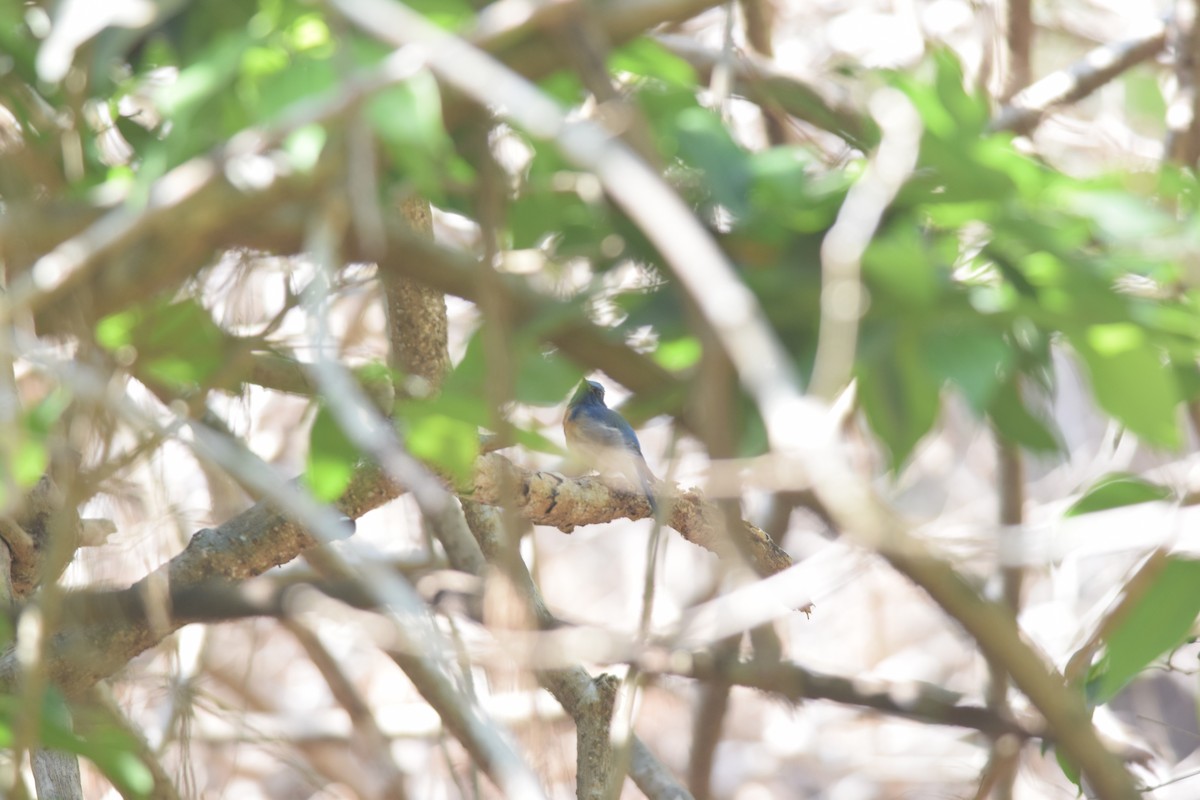 Cyornis sp. - ML427277911