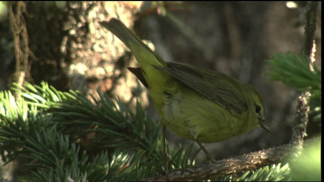 Orange-crowned Warbler - ML427279