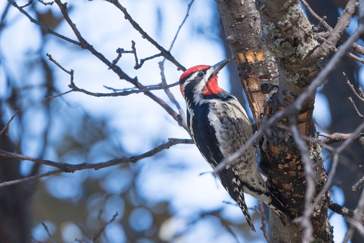 Red-naped Sapsucker - William Higgins