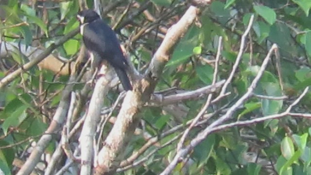 Black-thighed Falconet - ML427279651