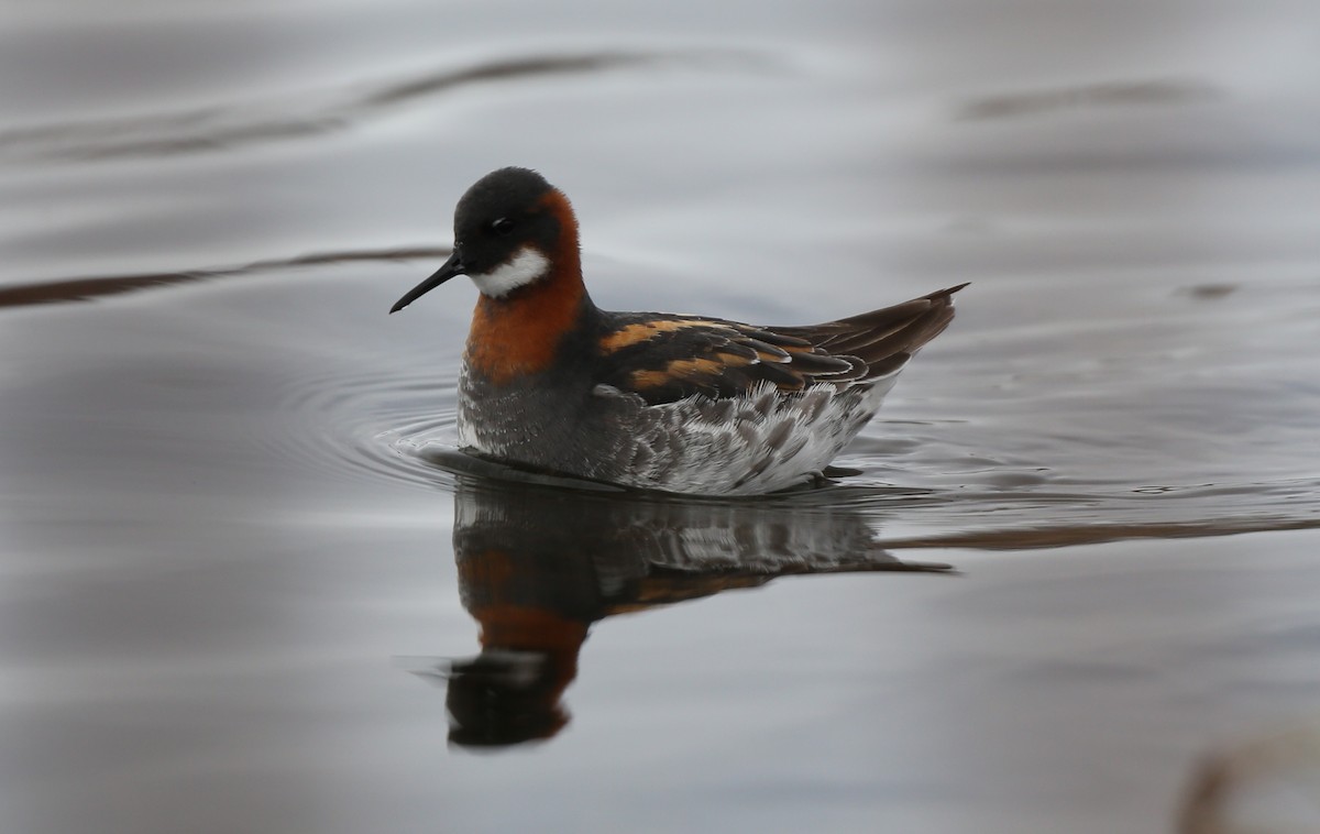 Red-necked Phalarope - ML42727981