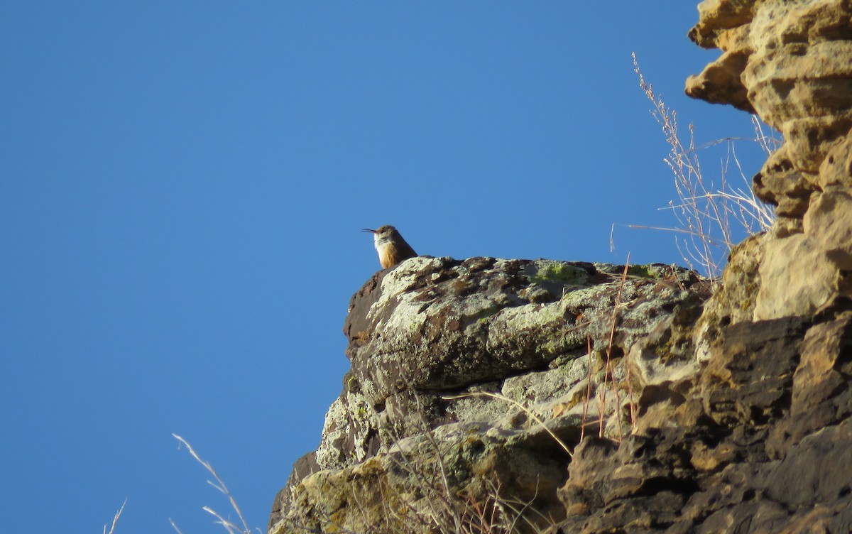 Troglodyte des canyons - ML427282661