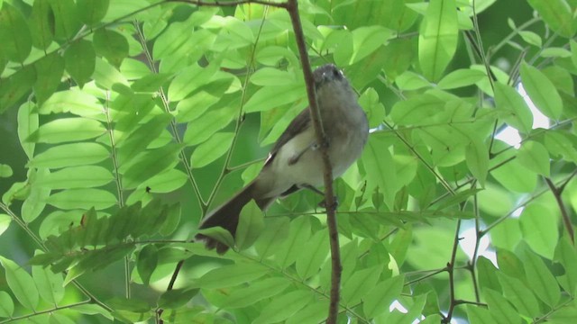 Sooty-capped Babbler - ML427284301