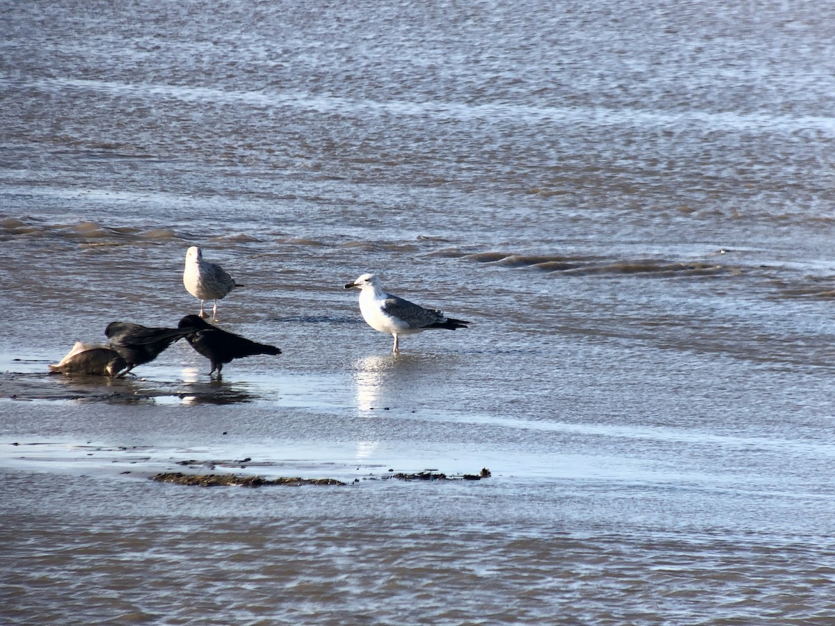 Yellow-legged Gull - ML427284441