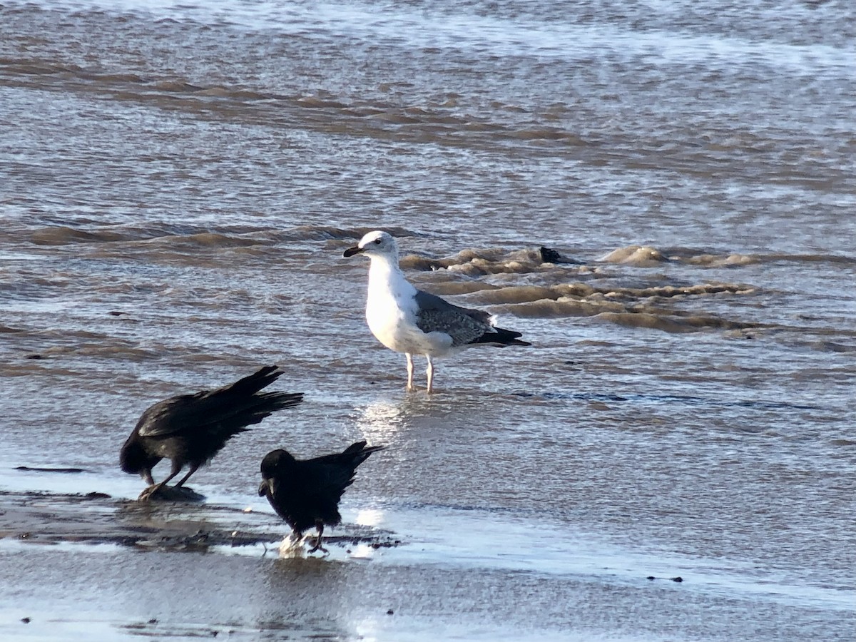 Yellow-legged Gull - ML427284451