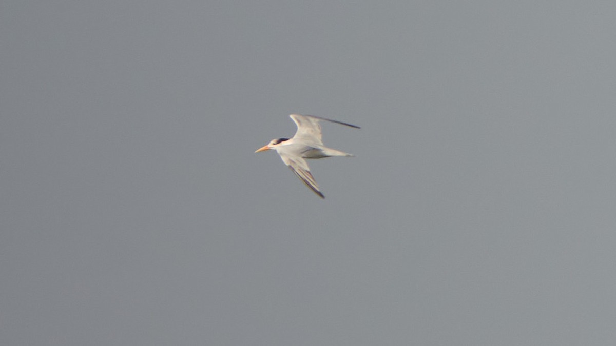 Lesser Crested Tern - Cheech Albanese (ignorant birder)